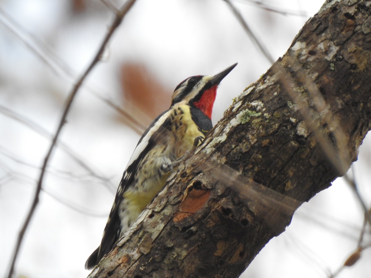 Yellow-bellied Sapsucker - ML306494101