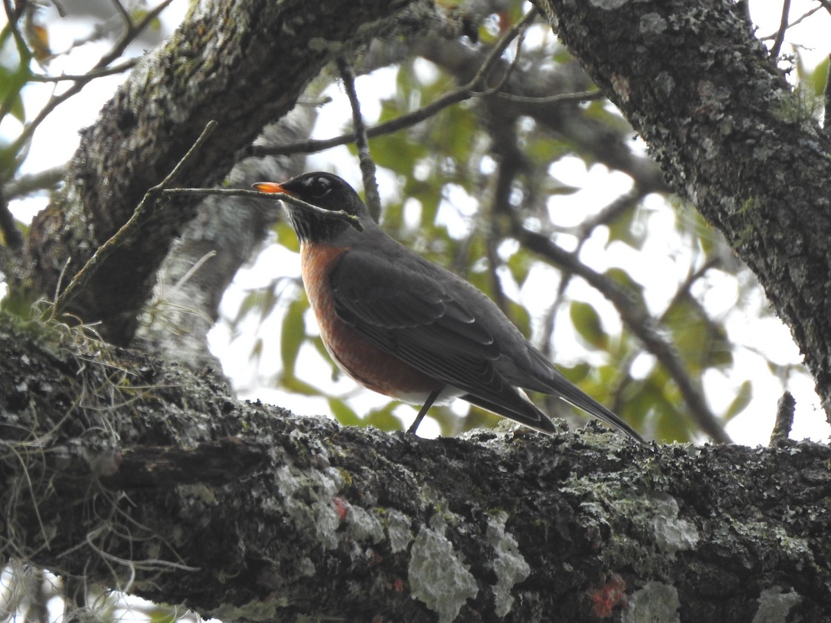 American Robin - ML306494211