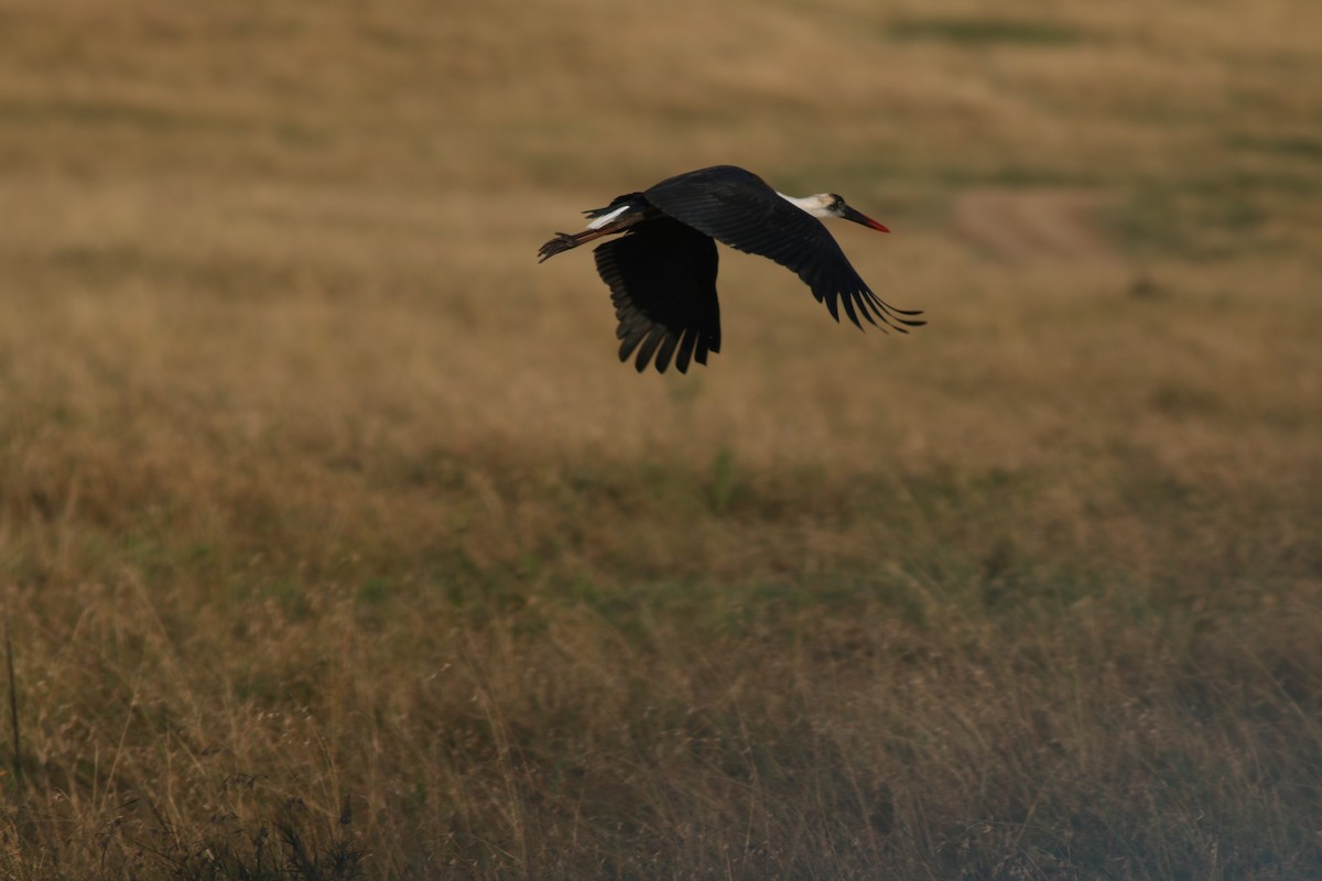 African Woolly-necked Stork - ML306495801