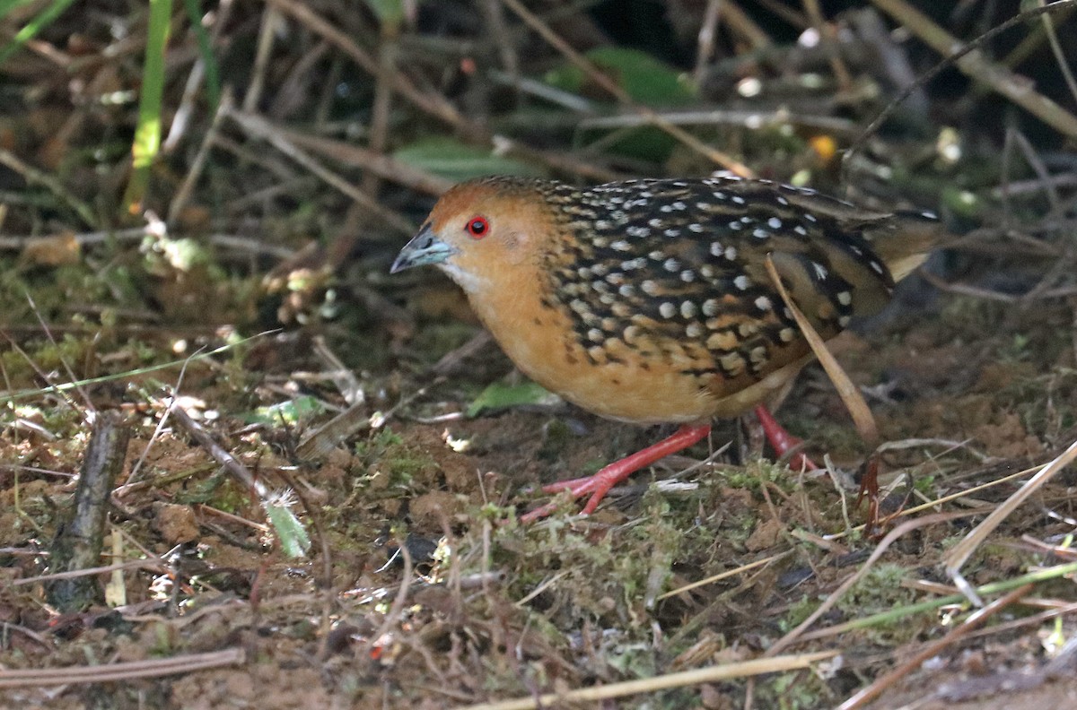 Ocellated Crake - Robert DeKeyser