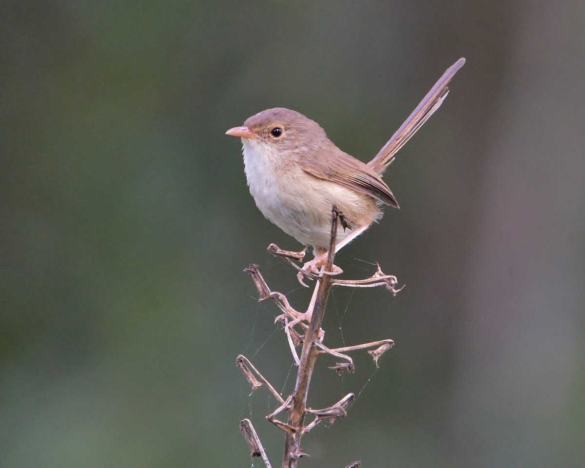 Red-backed Fairywren - ML306496321