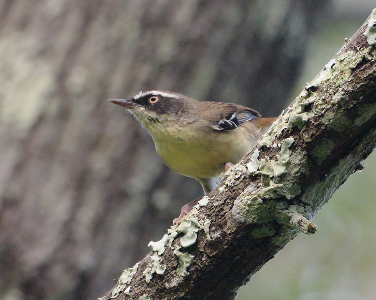 White-browed Scrubwren - ML306496691