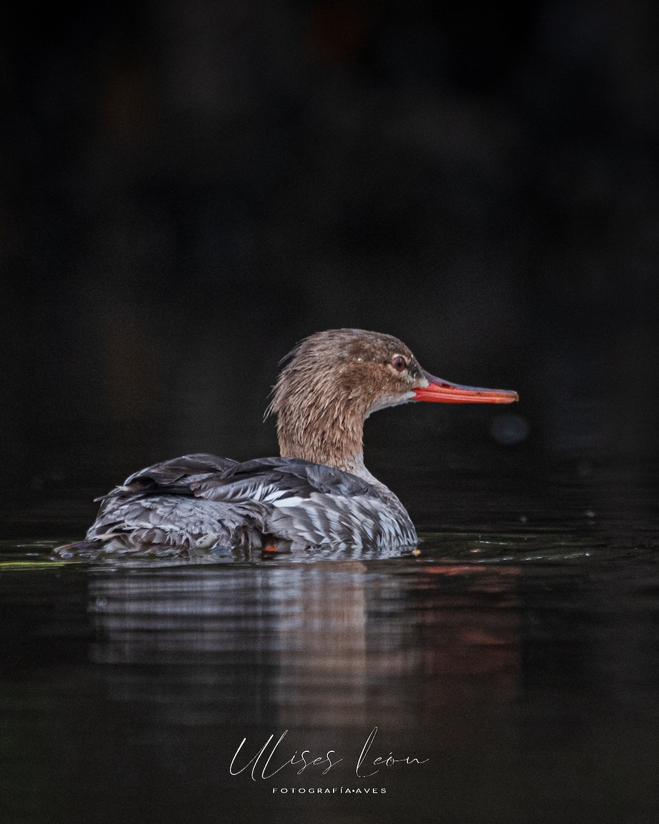 Red-breasted Merganser - Ulises León Pérez