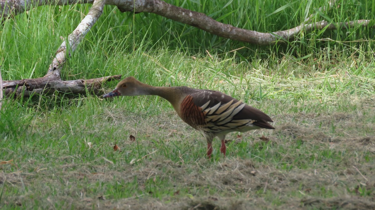 Plumed Whistling-Duck - ML306497041