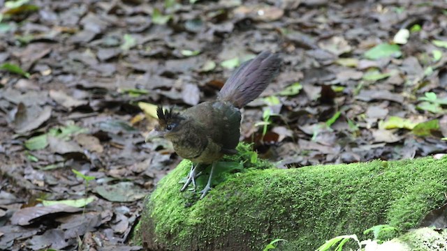 Rufous-vented Ground-Cuckoo - ML306498091