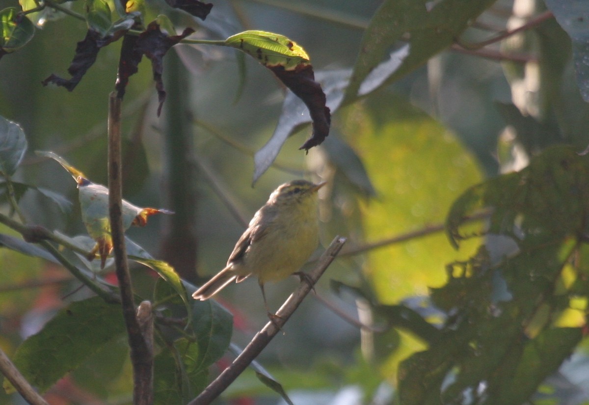 Sulphur-bellied Warbler - ML306498141