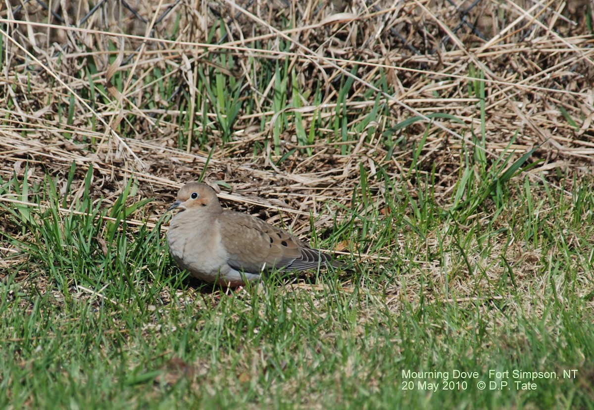 Mourning Dove - ML306498681