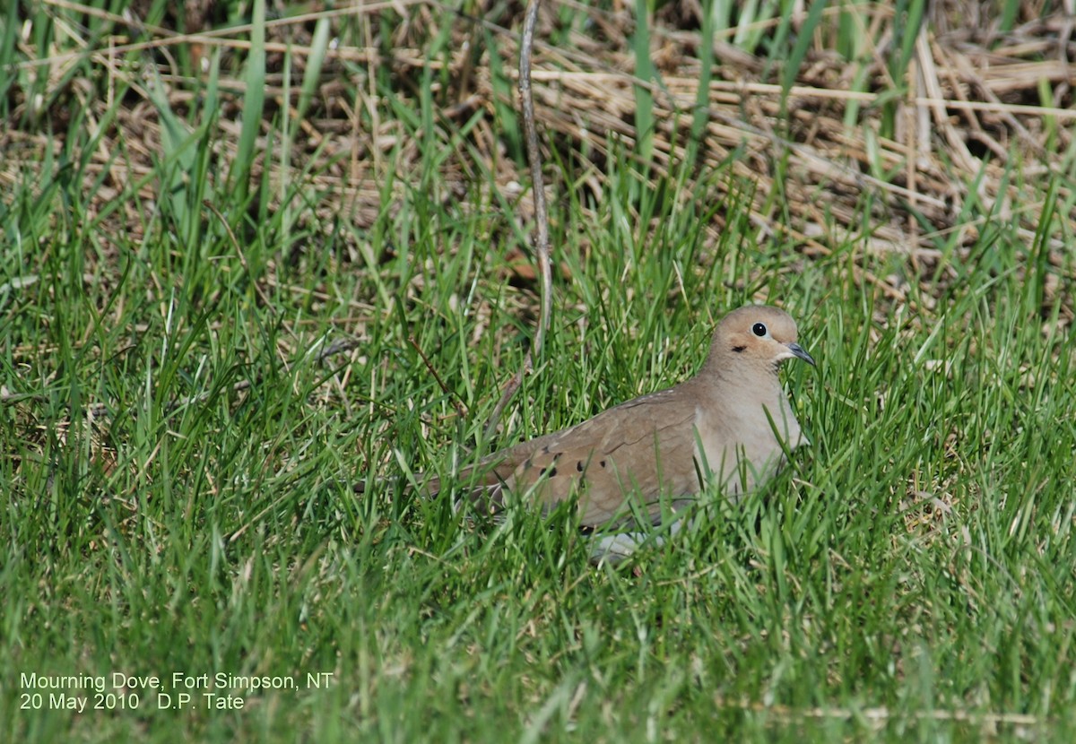 Mourning Dove - ML306498691