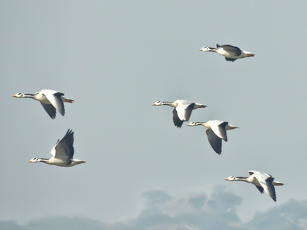 Bar-headed Goose - ML306498981