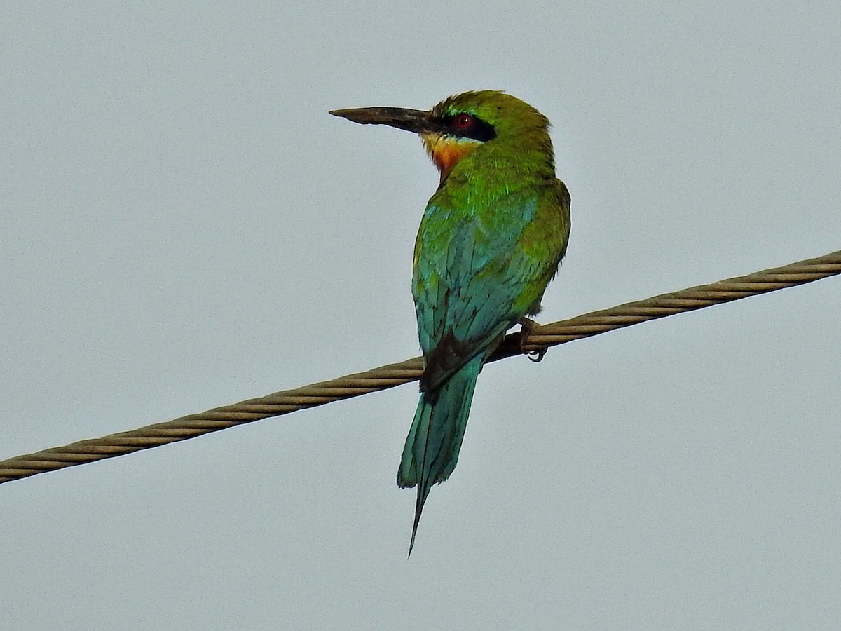Blue-tailed Bee-eater - Rajendra Gadgil