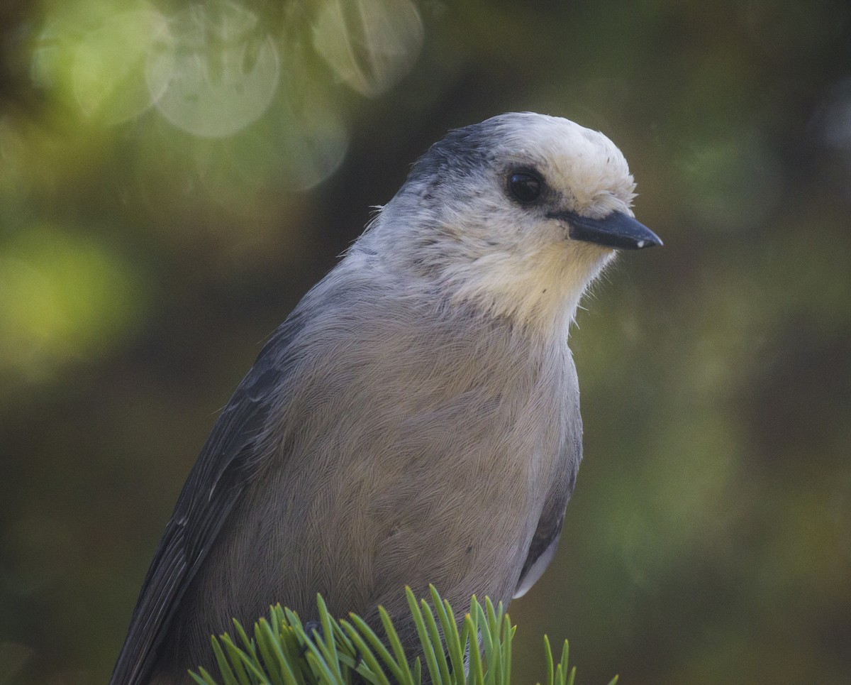 Canada Jay - ML306500411