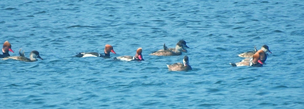 Red-crested Pochard - ML306500611