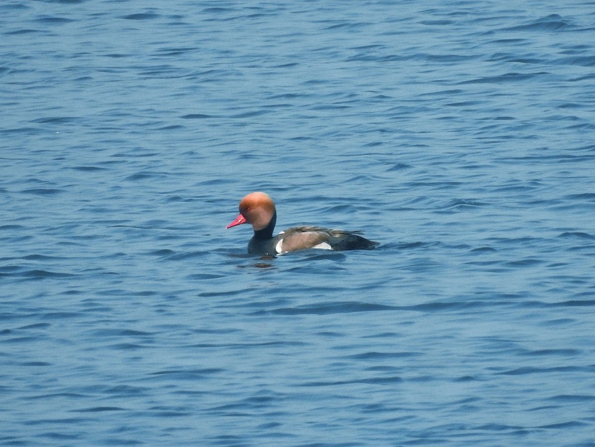 Red-crested Pochard - ML306500641