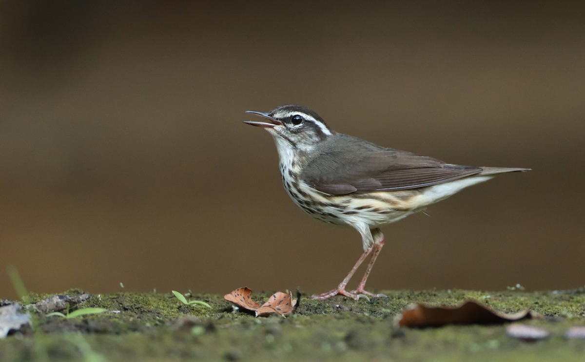 Louisiana Waterthrush - ML306500681