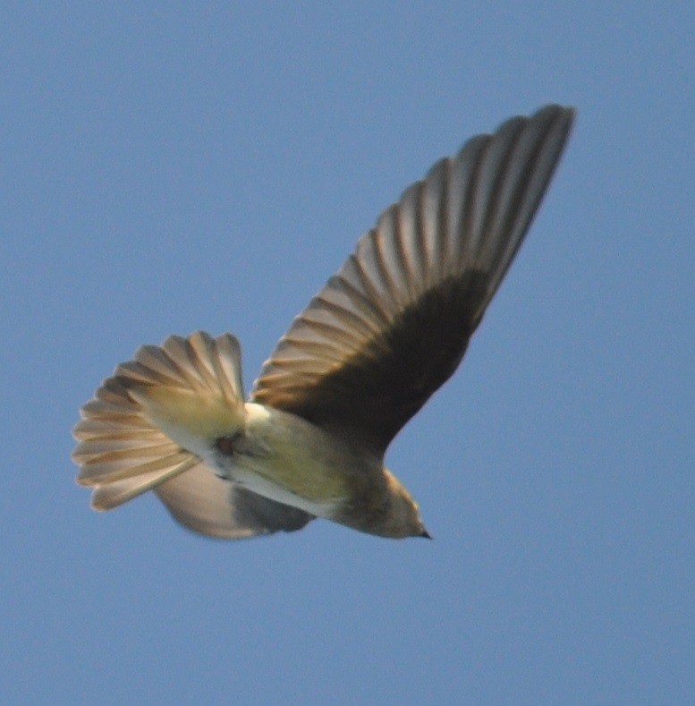 Northern Rough-winged Swallow - ML30650171