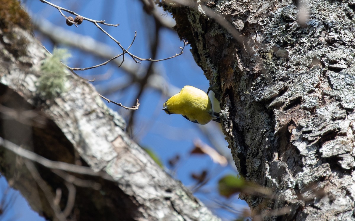 Taiwan Yellow Tit - ML306502311