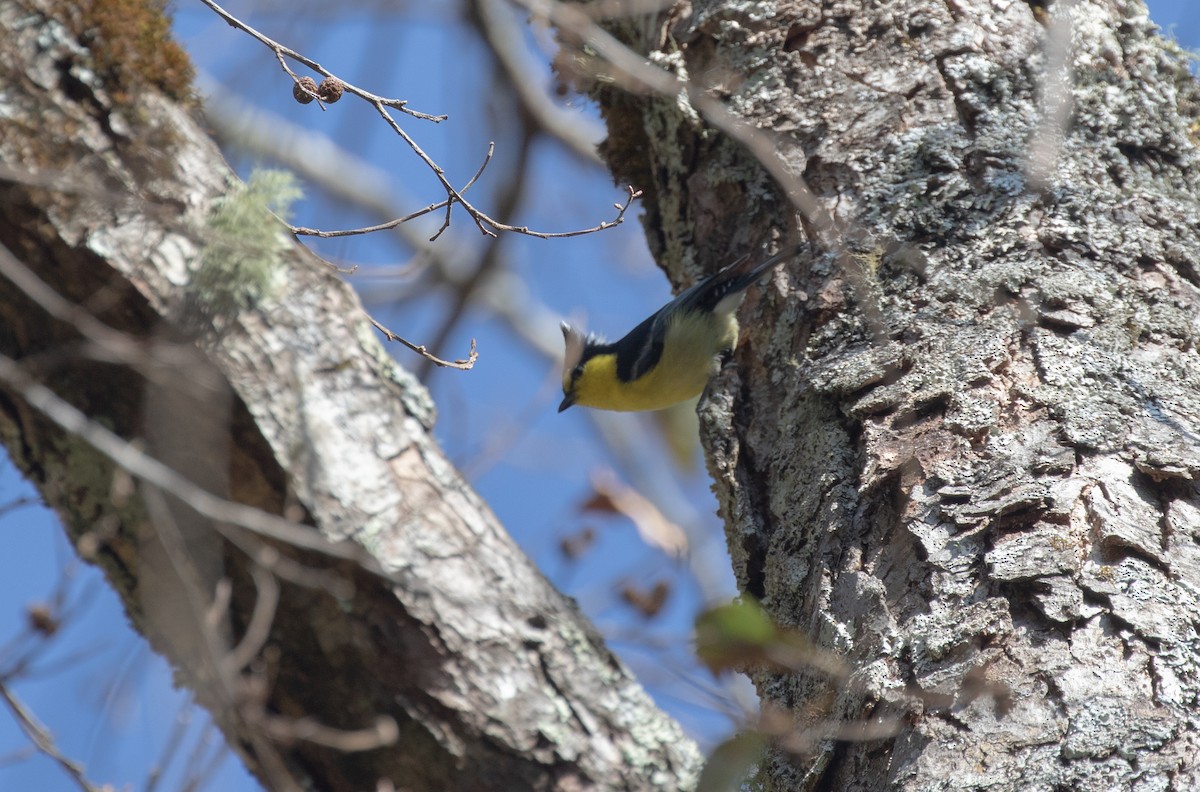 Taiwan Yellow Tit - ML306502631