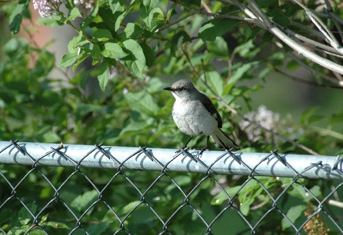 Northern Mockingbird - ML306503961