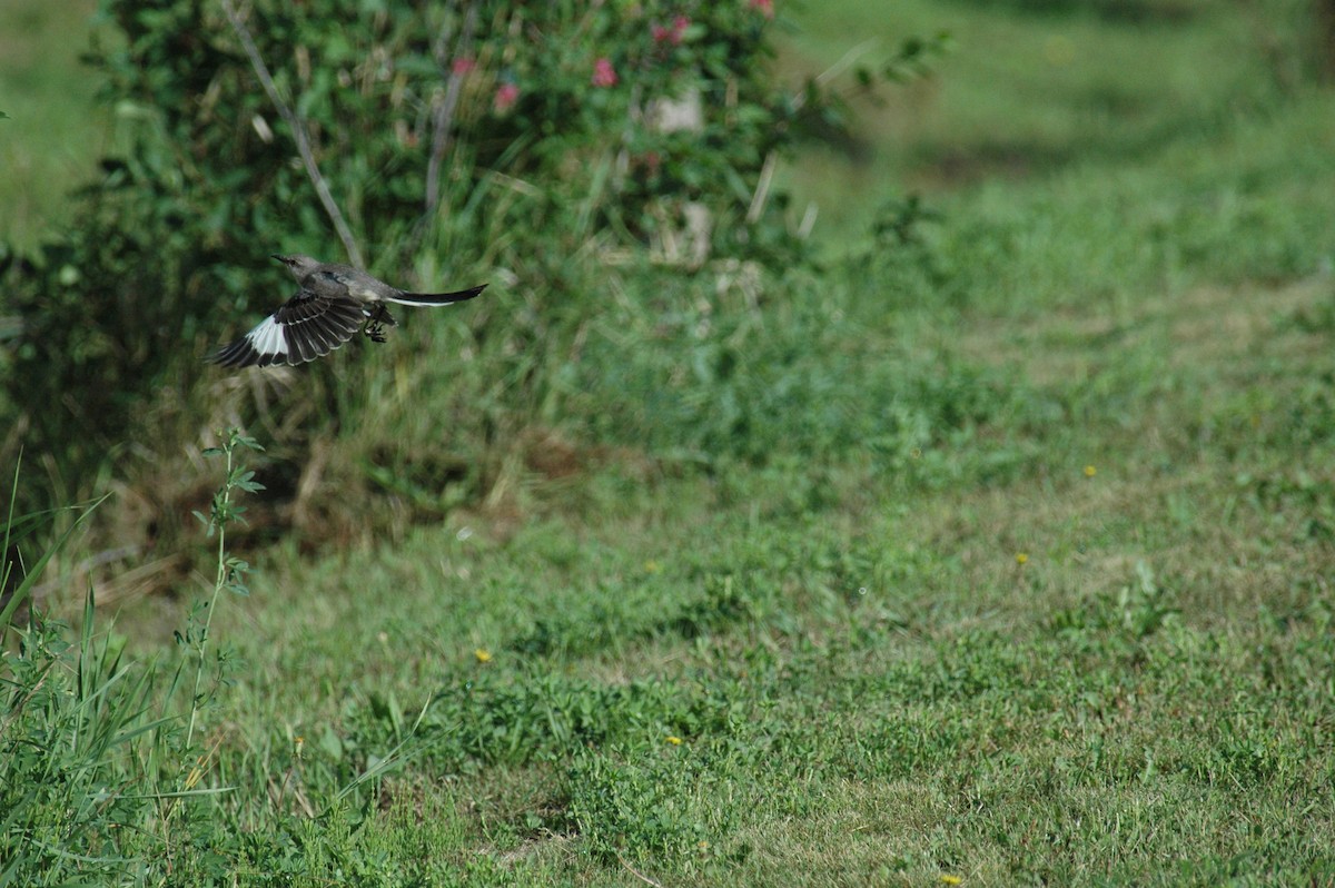 Northern Mockingbird - ML306504131