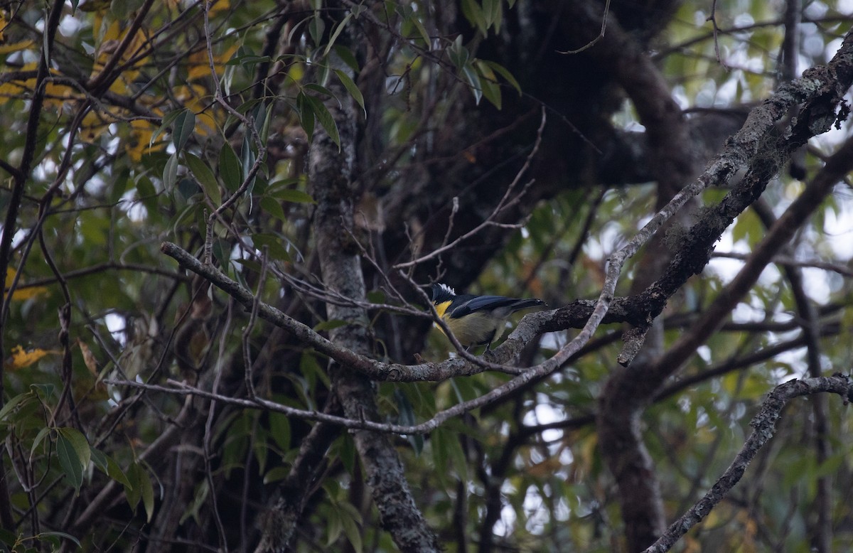 Taiwan Yellow Tit - ML306504511