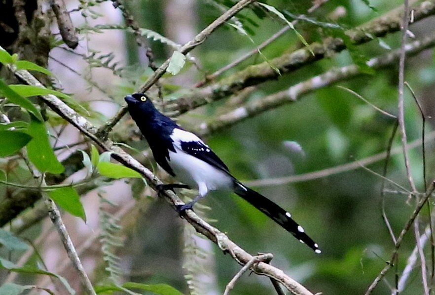 Magpie Tanager - ML30650481