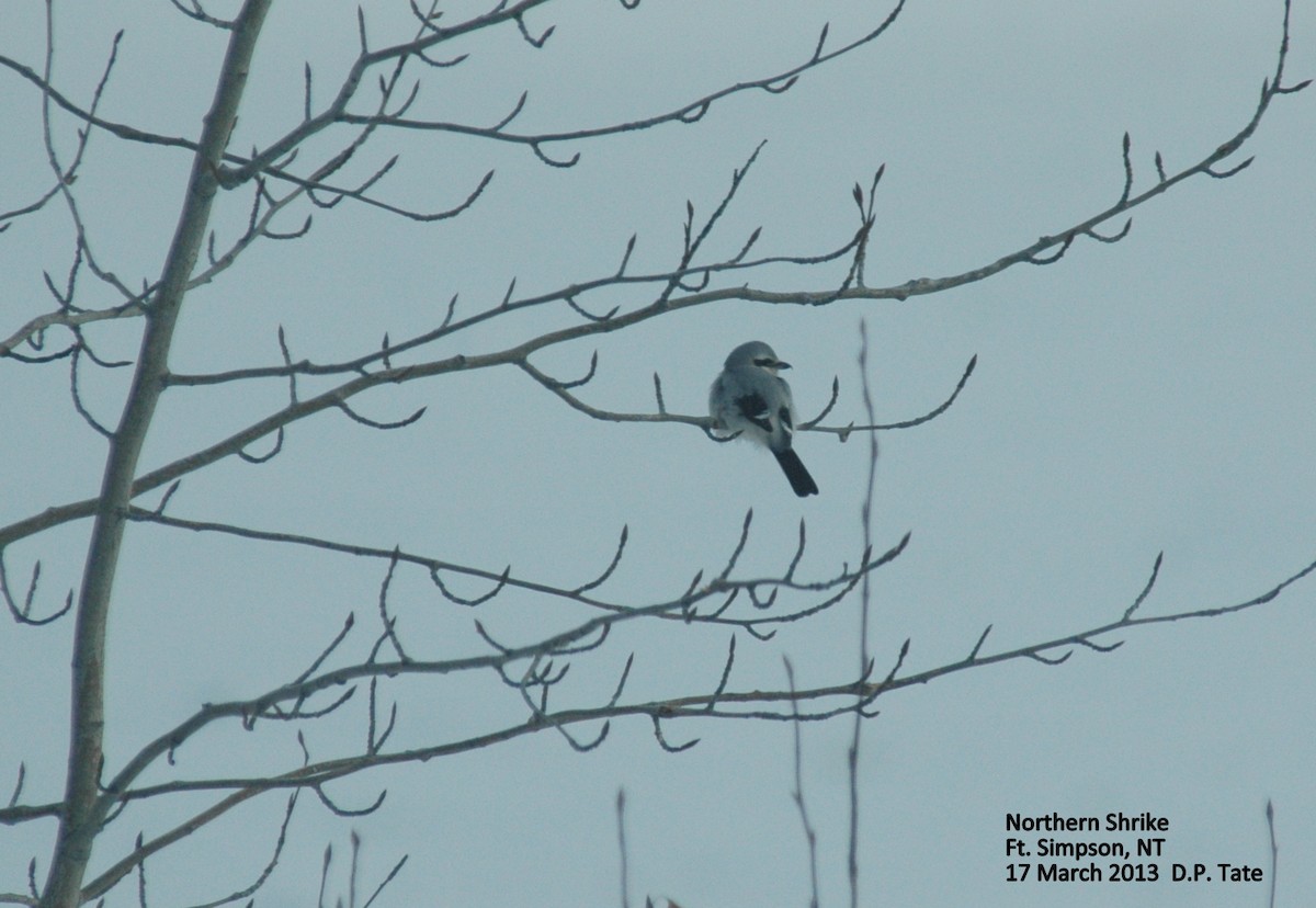 Northern Shrike - Douglas Tate