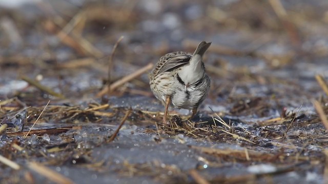 Savannah Sparrow (Ipswich) - ML306508371