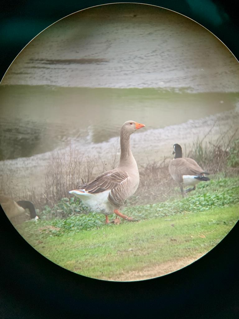 Бор х Хошуу галуу (эрлийз) - ML306508461