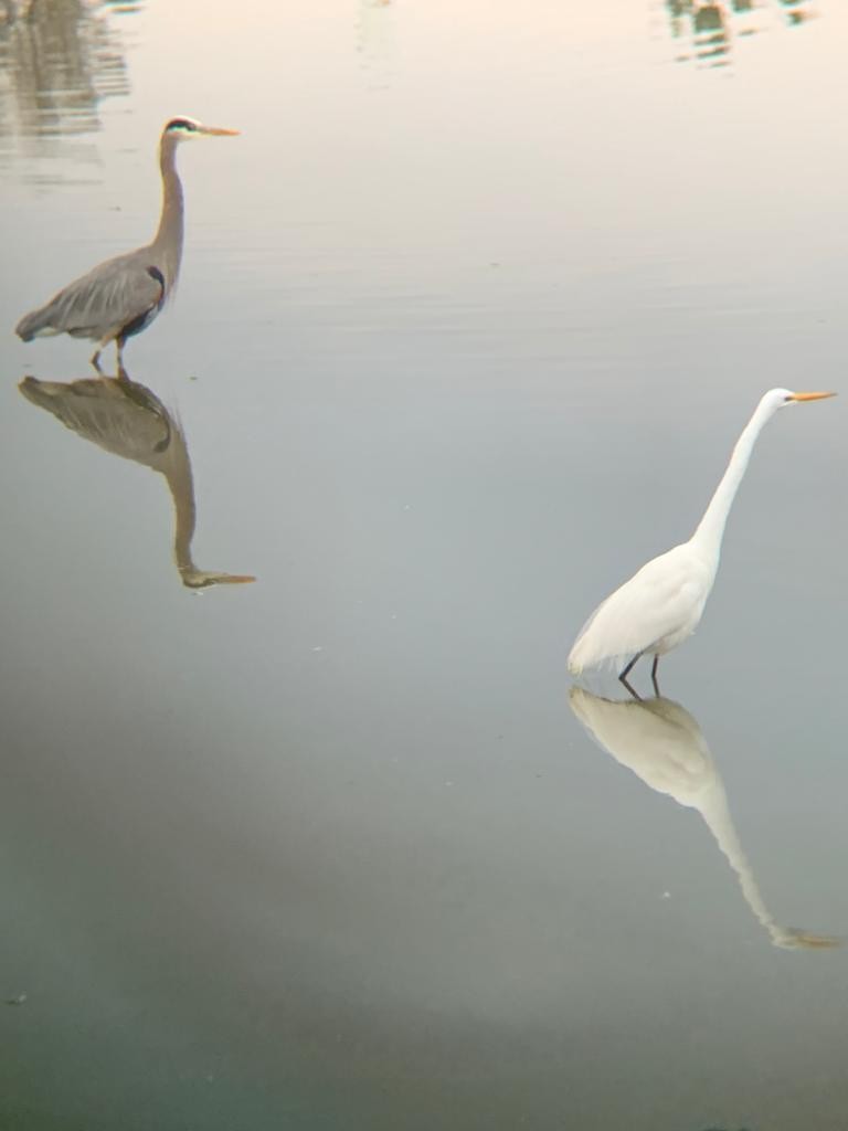 Great Blue Heron - ML306508541