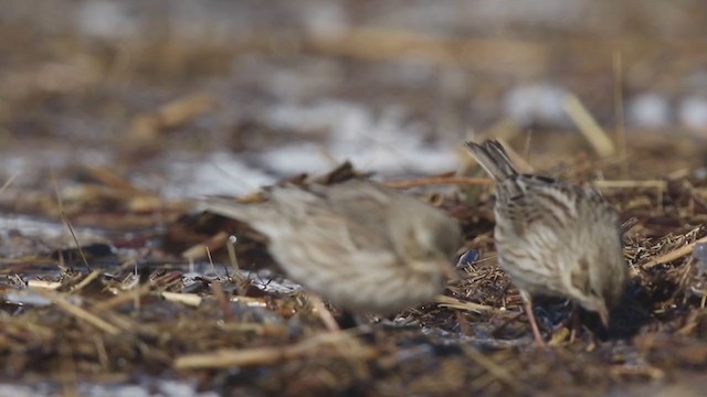 Bruant des prés (princeps) - ML306508681