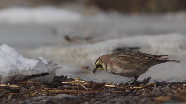 Horned Lark - ML306509291