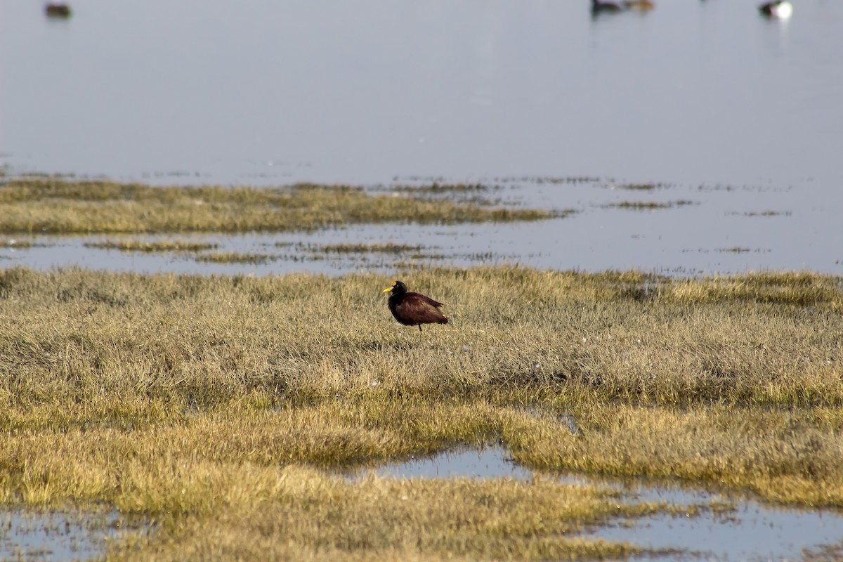 Northern Jacana - ML306509331