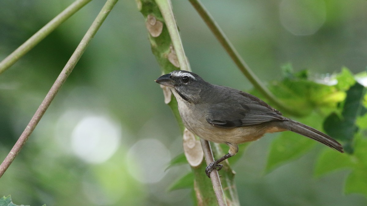 Cinnamon-bellied Saltator - Luke Seitz