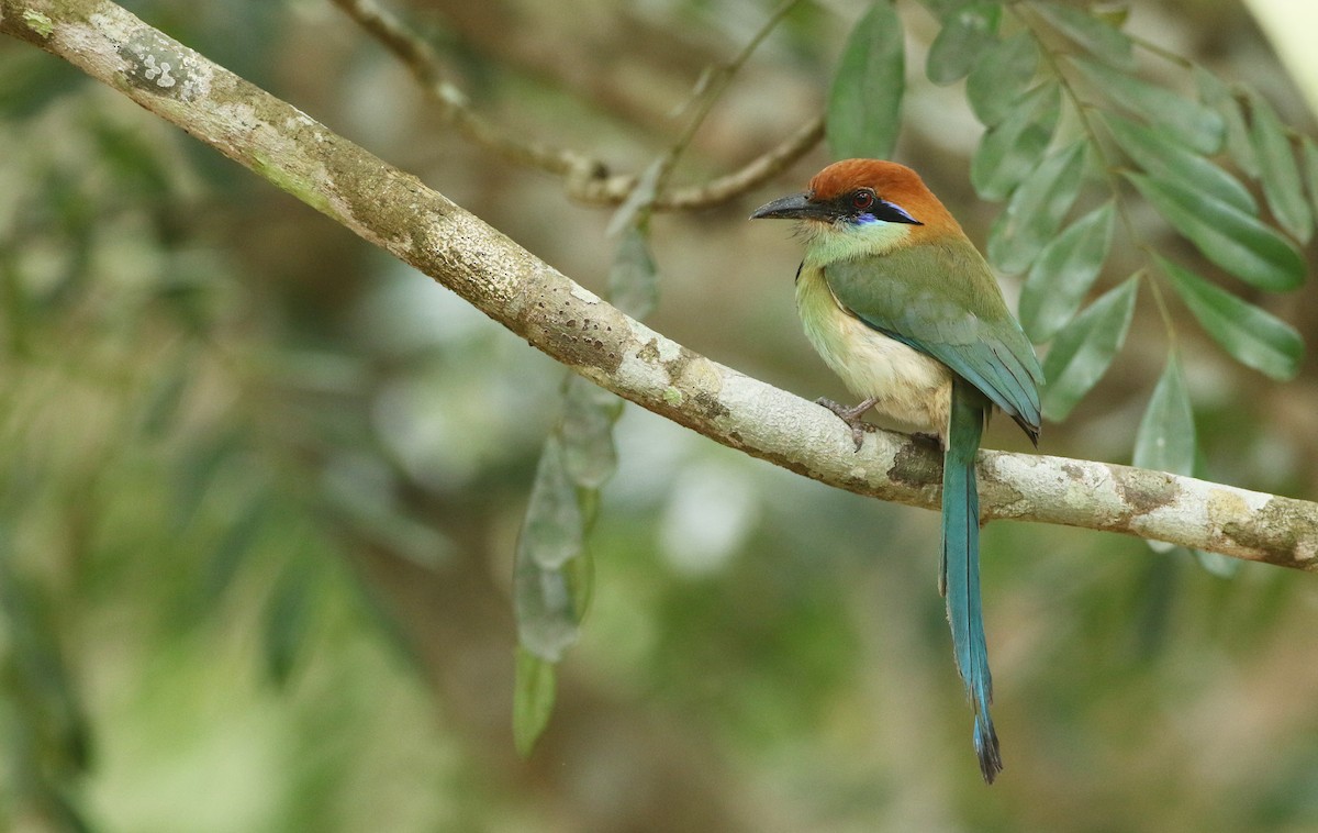 Russet-crowned Motmot - ML306509441