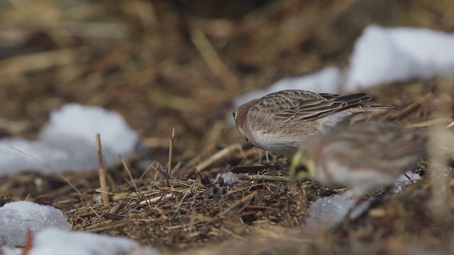 Horned Lark - ML306509661