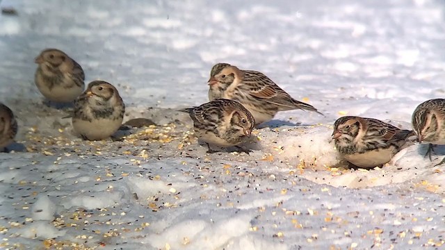 Lapland Longspur - ML306510051