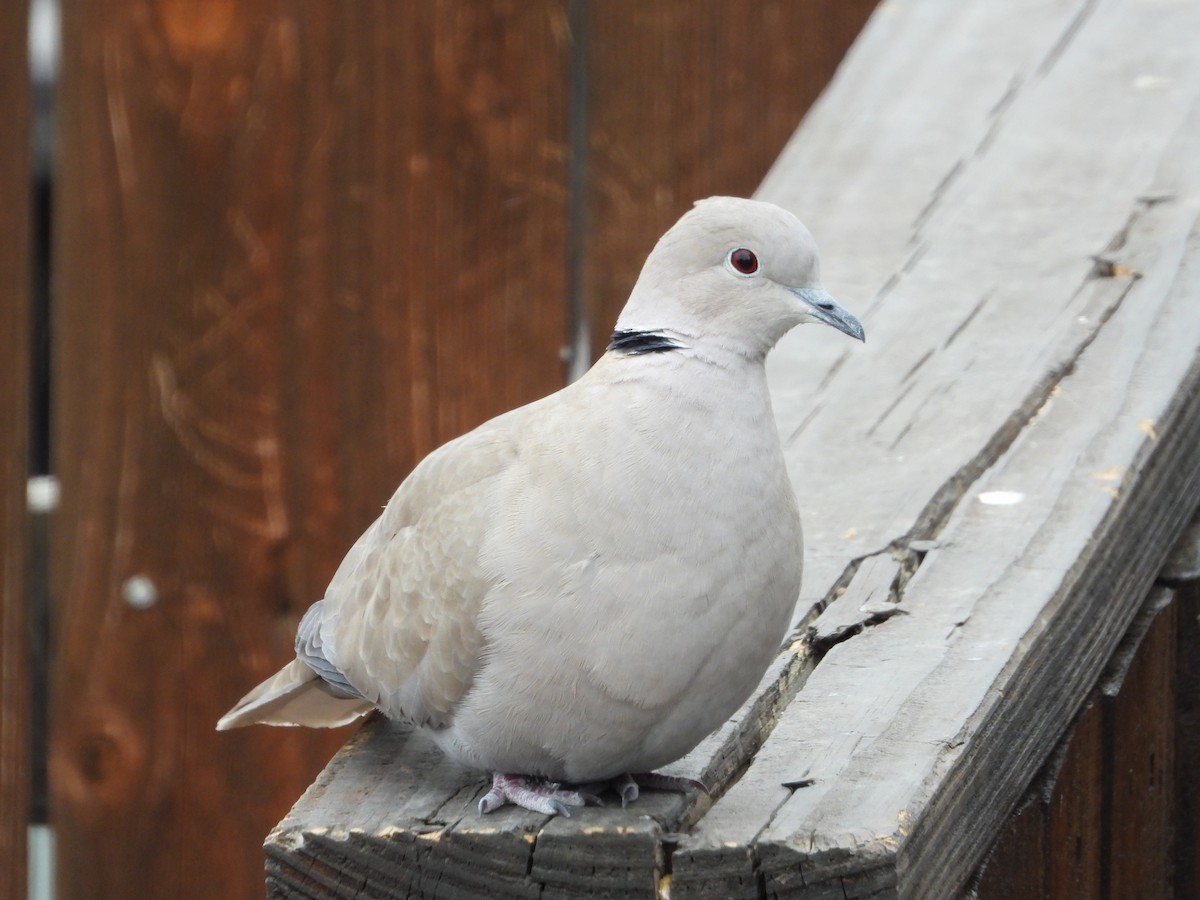 Eurasian Collared-Dove - Jeff Percell