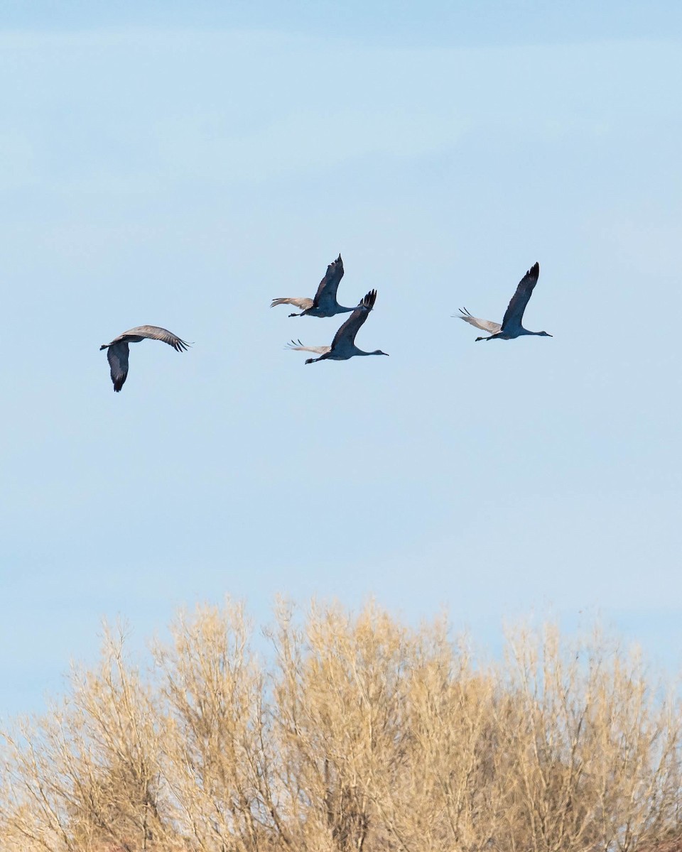 Sandhill Crane - ML306516931