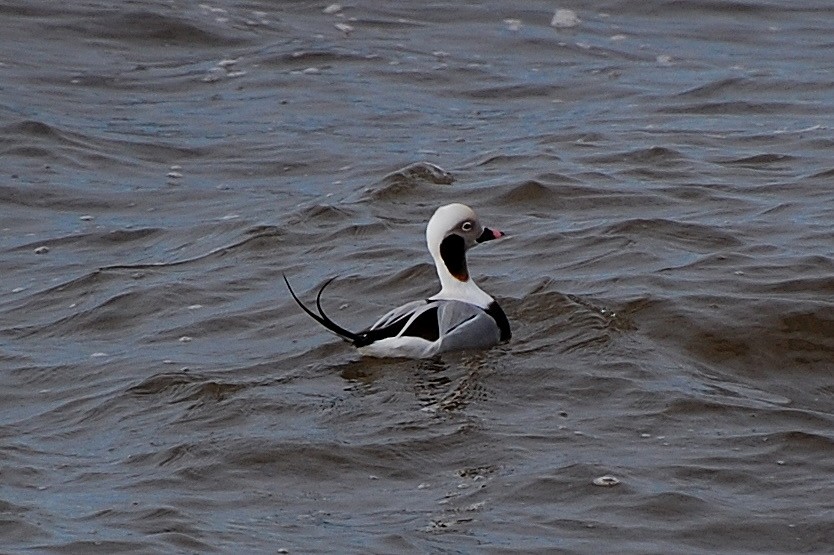 Long-tailed Duck - ML306517001