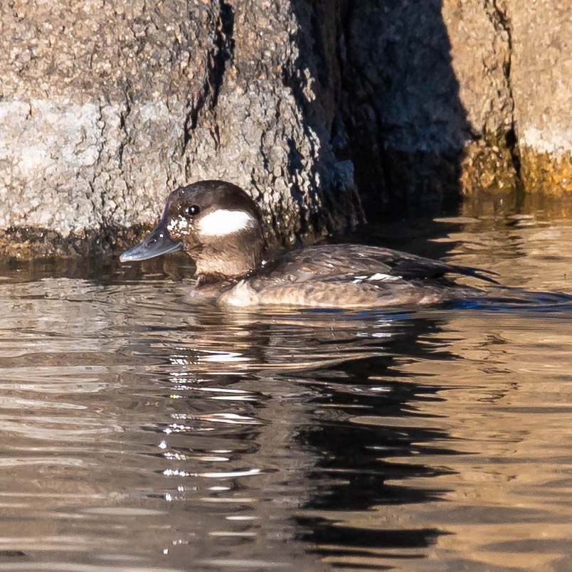 Bufflehead - ML306517551