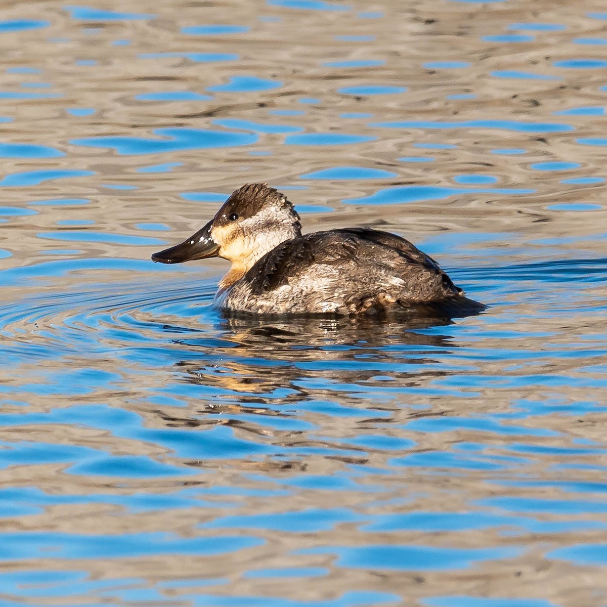 Ahate herdoiltsua - ML306517651