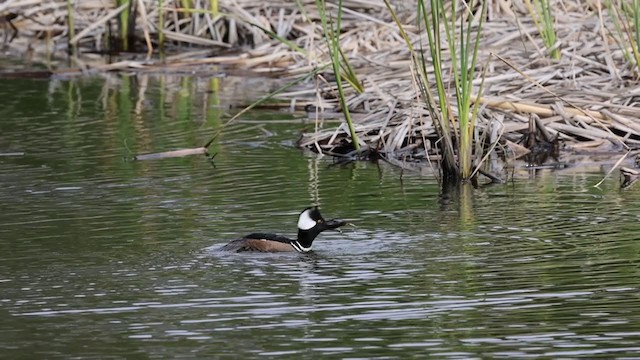 Hooded Merganser - ML306517701