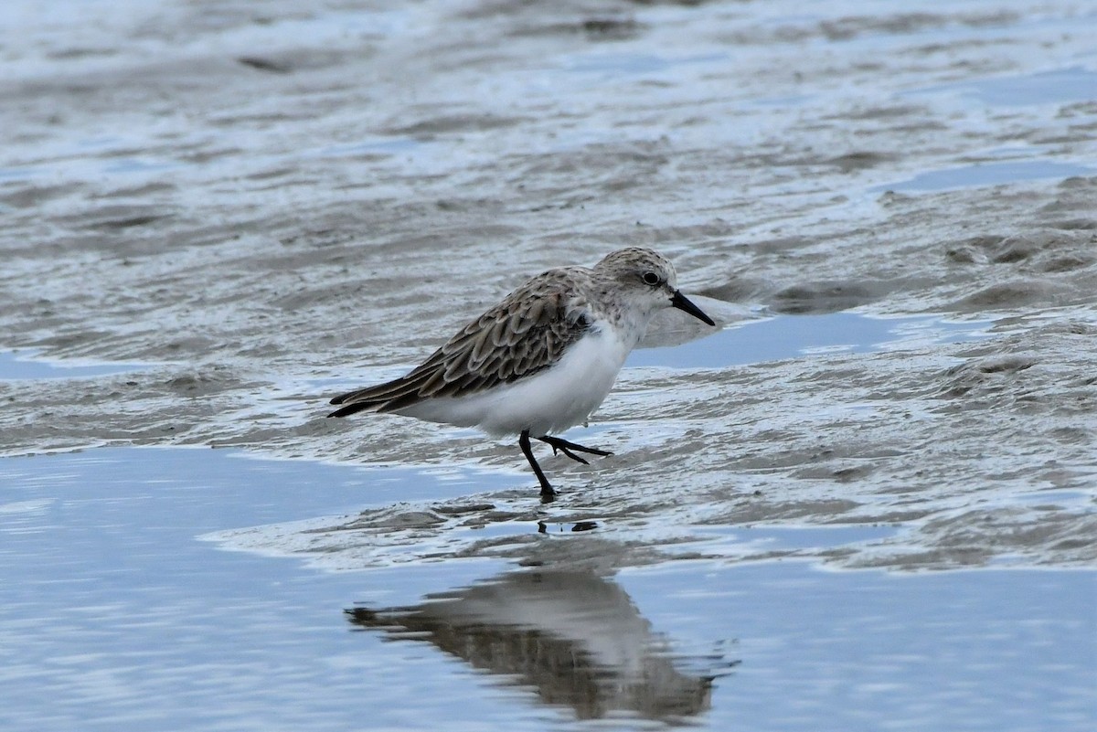 Red-necked Stint - ML306517871