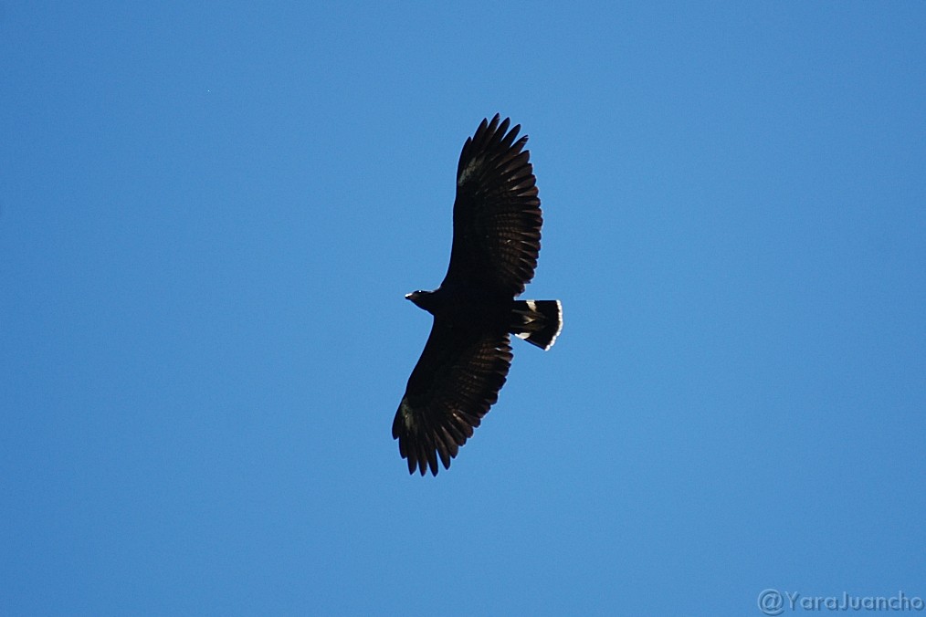 Common Black Hawk - ML306519031