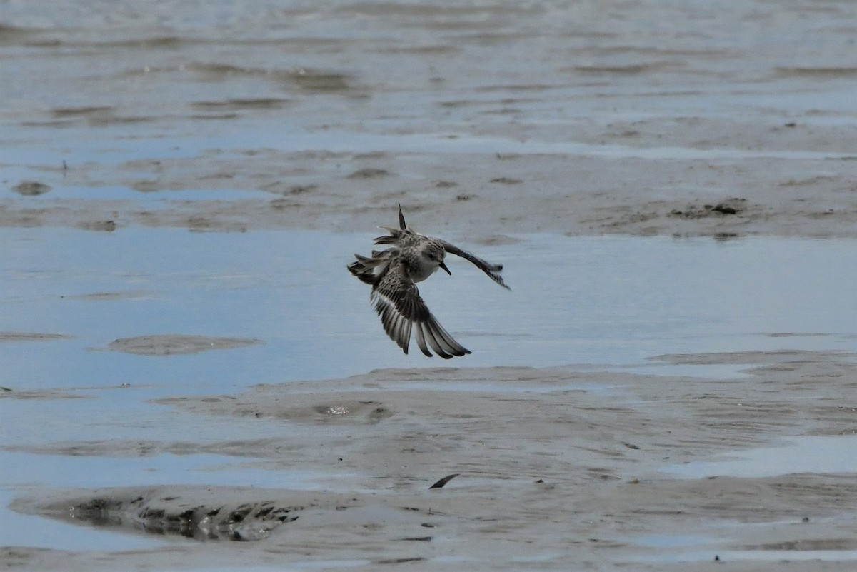 Red-necked Stint - ML306520471