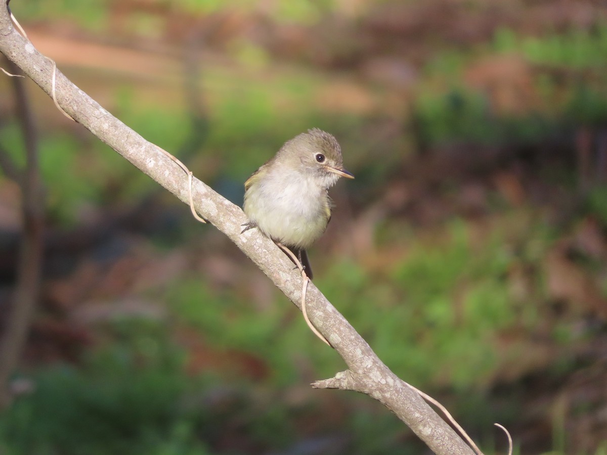 Least Flycatcher - Andy N