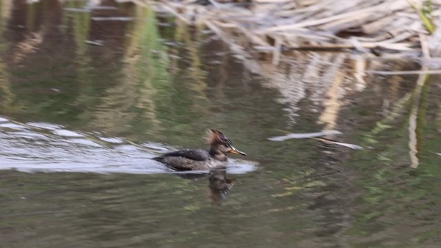 Hooded Merganser - ML306521581