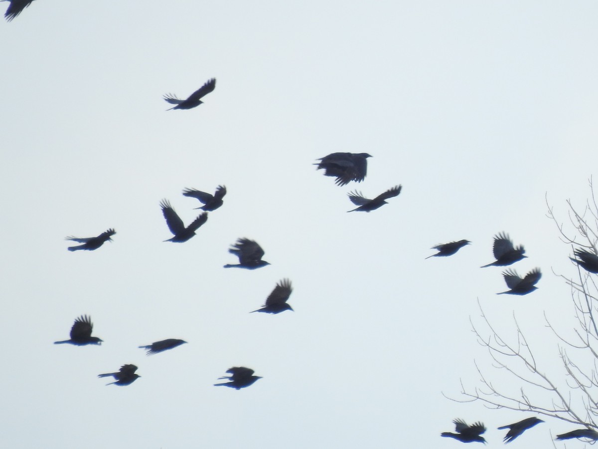 American Crow - ML306521961