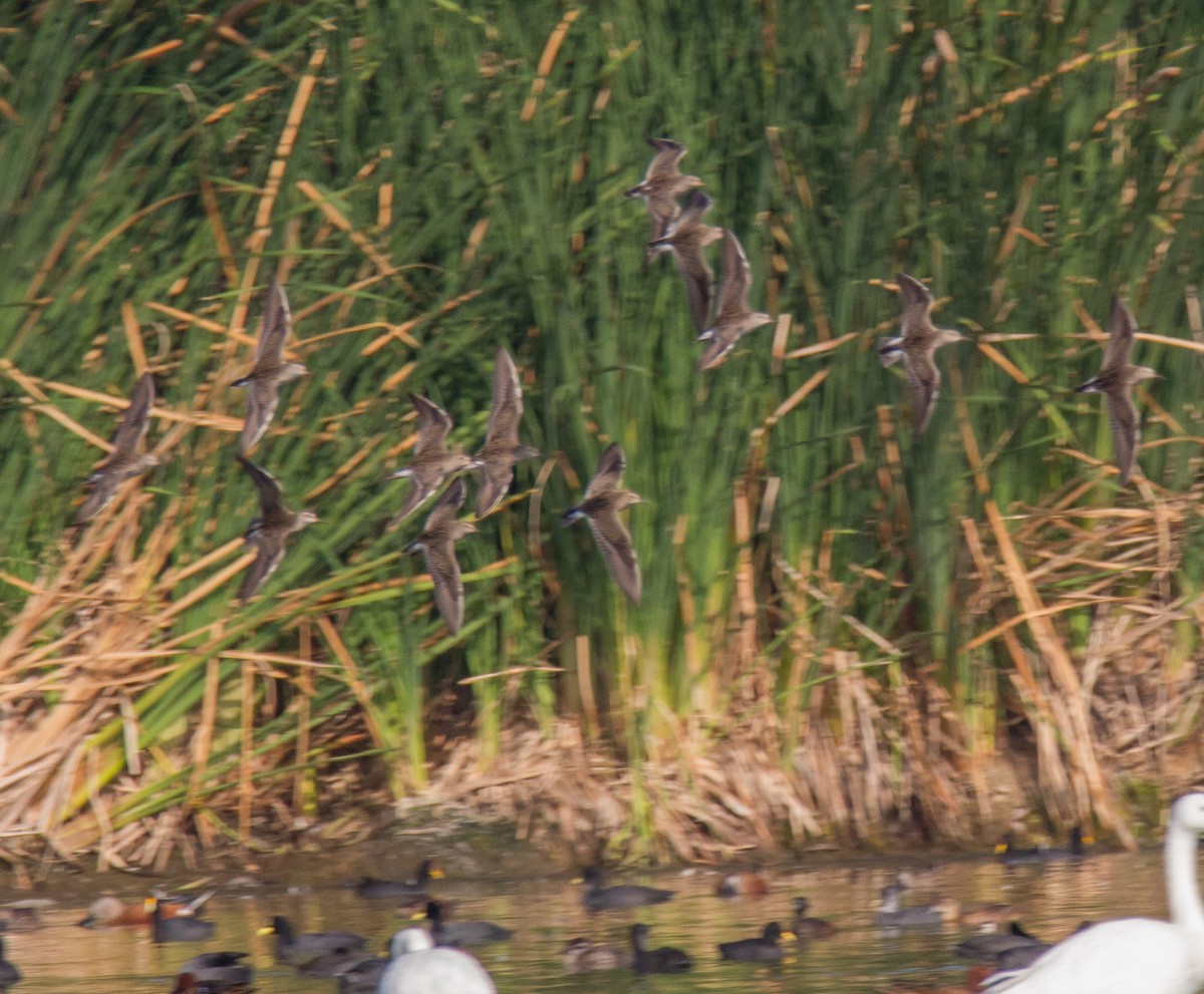 Pectoral Sandpiper - ML306522161