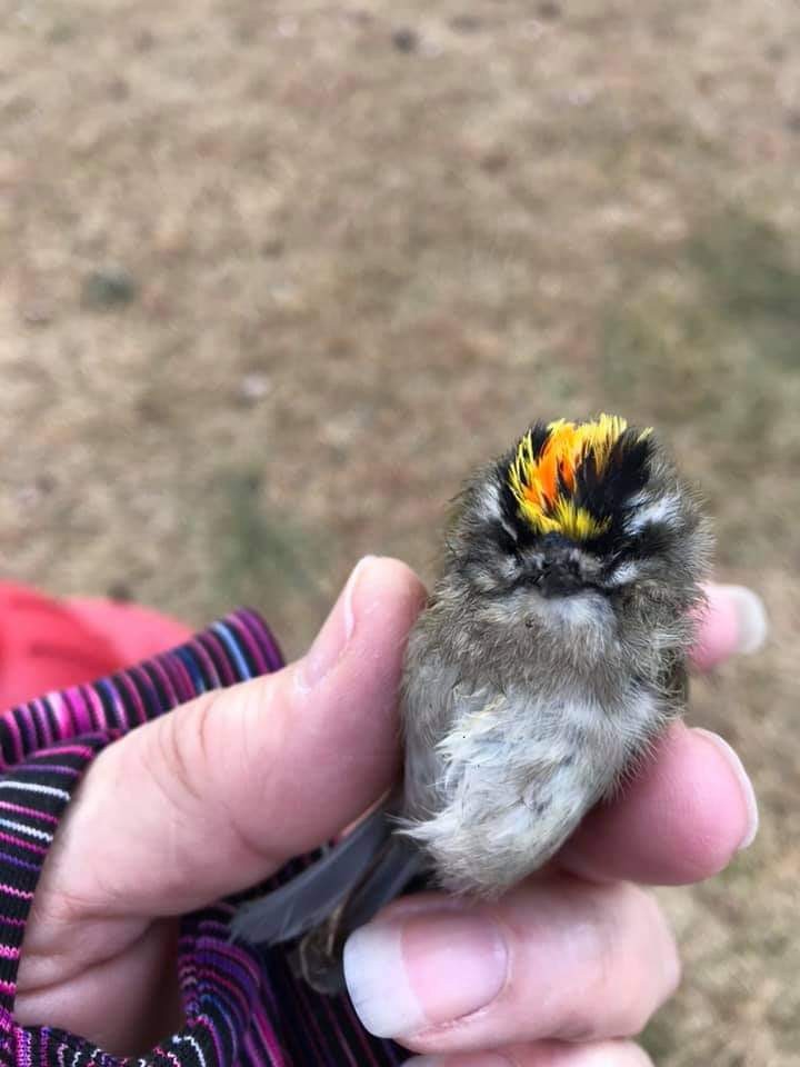 Golden-crowned Kinglet - ML306522901